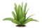 kikkapink tropical plant summer deco - 免费PNG 动画 GIF