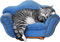Katze, Sofa, cat - zdarma png animovaný GIF
