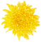 Kaz_Creations Deco Flowers Dandelion Flower - Free PNG Animated GIF