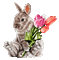 hare by nataliplus - Δωρεάν κινούμενο GIF κινούμενο GIF