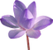 Цветок - бесплатно png анимированный гифка