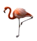 Kaz_Creations Flamingos Birds Bird - 無料png アニメーションGIF