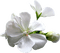 flower White Teeh .•´✿• - ingyenes png animált GIF
