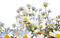 Цветы - bezmaksas png animēts GIF
