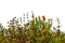 Jardin - Free PNG Animated GIF