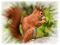 patymirabelle écureuil roux - PNG gratuit GIF animé
