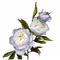 flowers peony, peonies bp - zadarmo png animovaný GIF