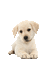 Puppy 3 - GIF animado grátis Gif Animado