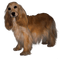 dog----hund - δωρεάν png κινούμενο GIF