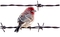 bird on a fence - gratis png geanimeerde GIF