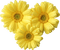 Kaz_Creations Flowers Flower - png gratis GIF animasi