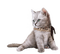 cats dm19 - zadarmo png animovaný GIF