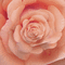 minou-bg-flower-rose-pink-animation