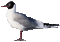 seagull - GIF animate gratis GIF animata