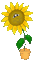 Sunflower - Бесплатни анимирани ГИФ анимирани ГИФ