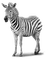 zebre - ingyenes png animált GIF