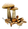 Mushrooms - png ฟรี GIF แบบเคลื่อนไหว