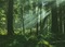 forest background - gratis png geanimeerde GIF
