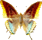 Papillon - GIF animado gratis GIF animado