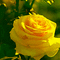 flowers - Free animated GIF Animated GIF