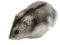 hamster5 - 無料のアニメーション GIF