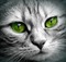 les yeux du chat - bezmaksas png animēts GIF
