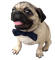 Kaz_Creations Dog Pug - zdarma png animovaný GIF