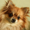 dog - Бесплатный анимированный гифка анимированный гифка