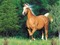 un cheval - Free PNG Animated GIF