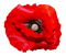 poppy flowers bp - bezmaksas png animēts GIF