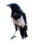 vogels  nancysaey - Free PNG Animated GIF