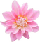 Kaz_Creations Deco Flower Colours - png gratis GIF animado