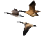 Birds bp - Бесплатни анимирани ГИФ анимирани ГИФ