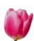 Tulipano fuxia testa - png ฟรี GIF แบบเคลื่อนไหว
