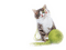 cat  wool chat - gratis png animeret GIF