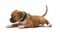 Dog - Bogusia - Free PNG Animated GIF