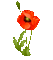 Цветок - 無料のアニメーション GIF アニメーションGIF