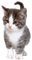 kitty - ingyenes png animált GIF