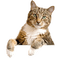 cat katrin - 無料png アニメーションGIF