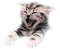 chat cat - png gratis GIF animado