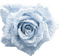 Flowers frozen bp - ücretsiz png animasyonlu GIF