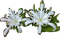 Thiệp hoa - Бесплатный анимированный гифка