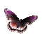 chantalmi papillon butterfly mauve purple - GIF animé gratuit GIF animé