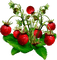 Fruits - PNG gratuit GIF animé