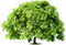 Kaz_Creations Trees Tree - Free PNG Animated GIF