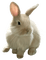 Bunny - besplatni png animirani GIF