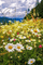 animated daisy background - Δωρεάν κινούμενο GIF κινούμενο GIF