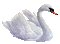 duck katrin - Безплатен анимиран GIF анимиран GIF