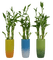 Plantes - darmowe png animowany gif